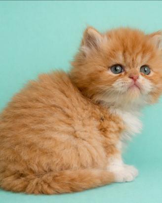 Cucciolo gatto persiano MASCHIO
