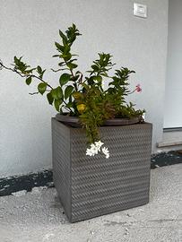 Vaso per fiori in cemento con superficie lavorata