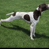 Pointer bianco e fegato