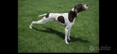 Pointer bianco e fegato