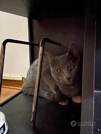 Gattina per una nuova famiglia affettuosa