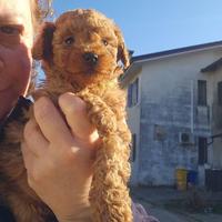 Cuccioli di barboncino albicocca