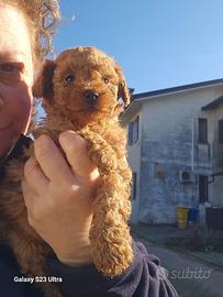 Cuccioli di barboncino albicocca