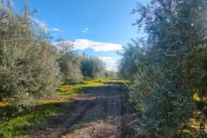 Terreno agricolo pianeggiante 7.800 mq con uliveto
