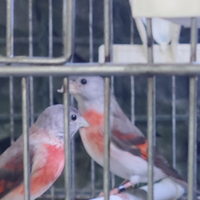 Cardinalino ancestrale e mutato