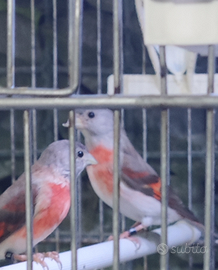 Cardinalino ancestrale e mutato