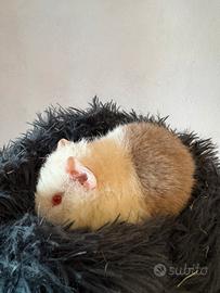 Porcelline d'india us teddy