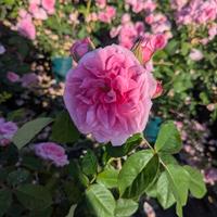 Rose in vaso brevettate e classiche 