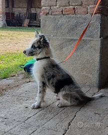 Cucciolo border collie