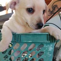 Cuccioli cane