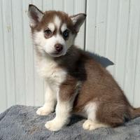 Siberian Husky con Pedigree Enci