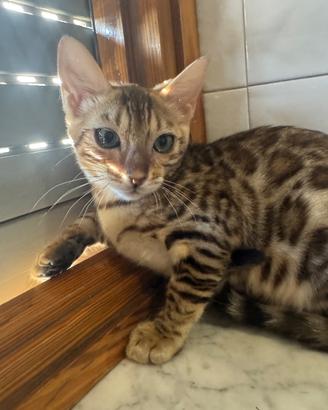 Cucciola bengala femmina