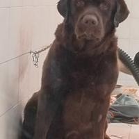 Labrador cioccolate per monte
