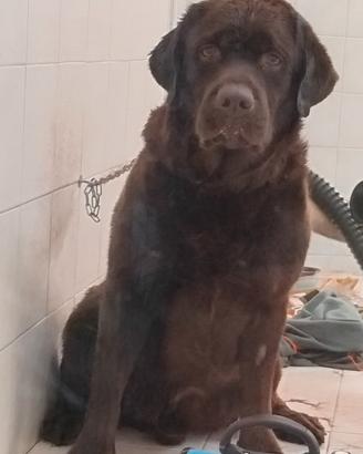 Labrador cioccolato disponibile per monte