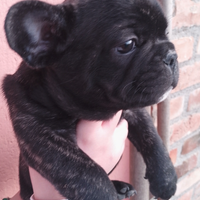 Cuccioli di bulldog francese