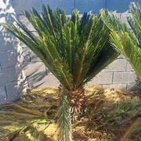 Pianta Cycas da espiantare 