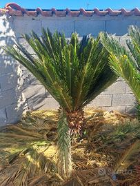 Pianta Cycas da espiantare 