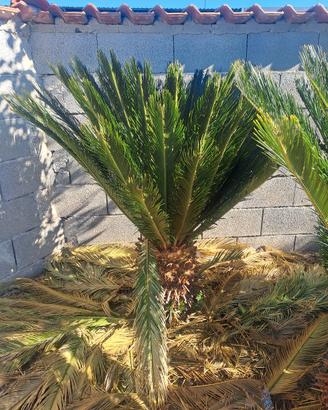 Pianta Cycas da espiantare 