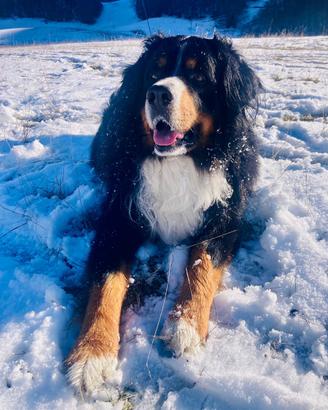 Bovaro del Bernese