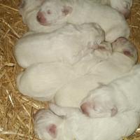 Cuccioli pastore maremmano abruzzese