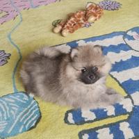 Cucciolata spitz pomeranina maschietti femminuicce