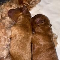 Barboncini red toy nati il 17 dicembre ??