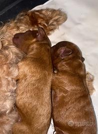 Barboncini red toy nati il 17 dicembre ??