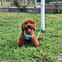 Barboncino toy Maschio 6,5 mese Red Braun