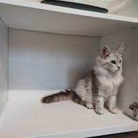 Cuccioli Maine coon XXL Silver shaded line