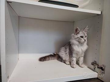 Cuccioli Maine coon XXL Silver shaded line