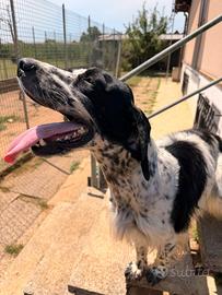 Cobra setter inglese 3 anni