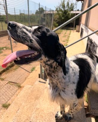 Cobra setter inglese 3 anni