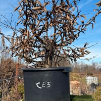 Bonsai