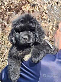 Adorabile cucciolo di Terranova d'allevamento