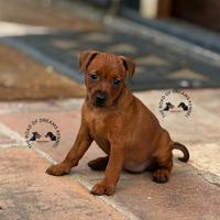 Pinscher nano cuccioli zwergpinscher