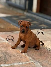 Pinscher nano cuccioli zwergpinscher