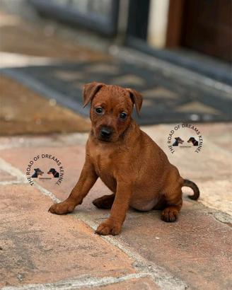 Pinscher nano cuccioli zwergpinscher