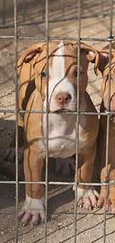 Pitbull UKC m