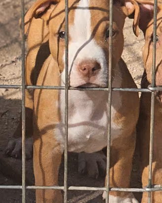 Pitbull UKC m