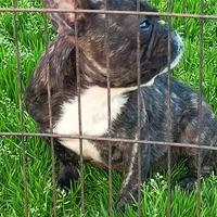 Bulldog francese 8 mesi