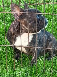 Bulldog francese 8 mesi
