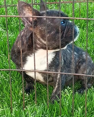 Bulldog francese 8 mesi