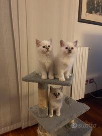 Cuccioli Sacri di Birmania