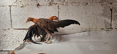 Coppia phoenix