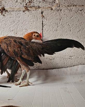 Coppia phoenix