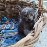 Gatto simil certosino dolce