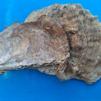 Conchiglia fossile bivalve proveniente da scavi