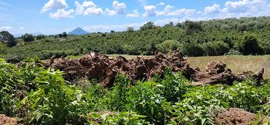  alberi di olivo Gallese (VT) 