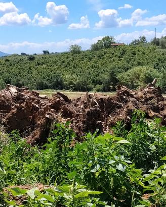  alberi di olivo Gallese (VT) 