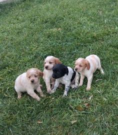 Disponibili Epagneul Breton